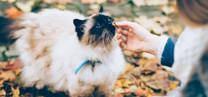 Як Вибрати Корм Для Котів Корисні Поради